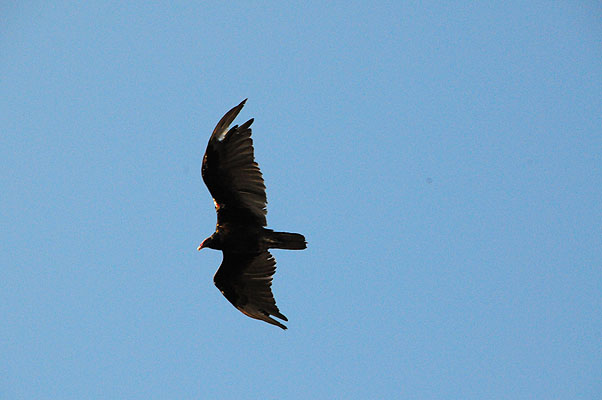 DSC_1152.jpg (4288x2848) NIKON D300 - 18-200mm f/3.5-5.6 // F11 // 1/500 sec // ISO 3200 // 200,0 mm // no Flash // 2008:07:07 18:34:13 DSC_1152.jpg (4288x2848) NIKON D300 - 18-200mm f/3.5-5.6 // F11 // 1/500 sec // ISO 3200 // 200,0 mm // no Flash // 2008:07:07 18:34:13